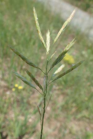 Brachypodium pinnatum \ Gefiederte Zwenke, D Mannheim 9.6.2018