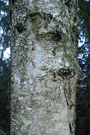 Betula pubescens \ Moor-Birke, Flaum-Birke, D Odenwald, Grasellenbach 24.2.2019