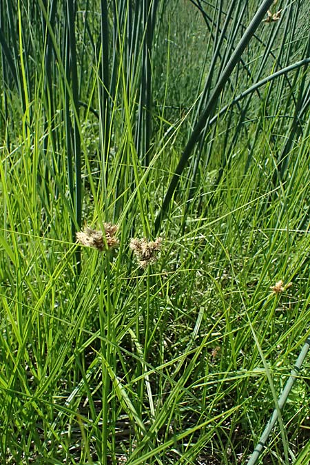 Bolboschoenus planiculmis \ Platthalm-Knollenbinse / Flat-Stem Club-Rush, D Mannheim 25.8.2025