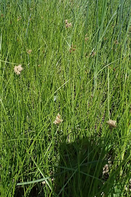 Bolboschoenus planiculmis \ Platthalm-Knollenbinse / Flat-Stem Club-Rush, D Mannheim 25.8.2025