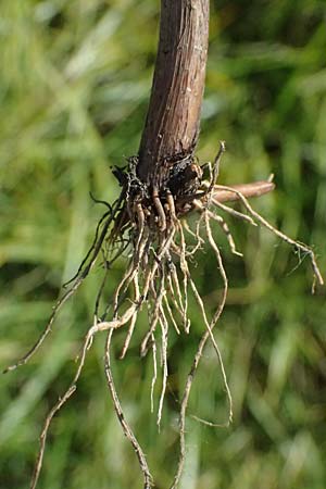 Bolboschoenus planiculmis \ Platthalm-Knollenbinse / Flat-Stem Club-Rush, D Mannheim 19.9.2025