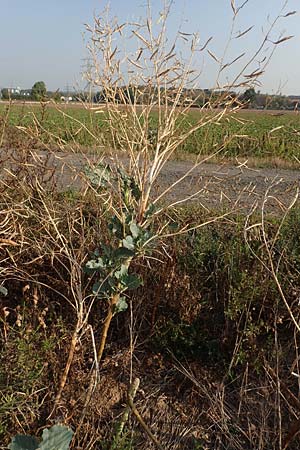 Brassica oleracea subsp. acephala \ Gemse-Kohl / Cale, D Hattersheim-Eddersheim 5.9.2018
