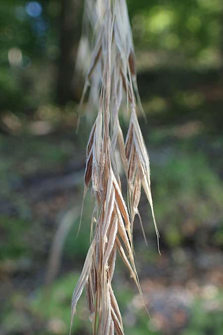 Bromus ramosus \ Hohe Wald-Trespe / Wild Oat, D Hemsbach 9.8.2022