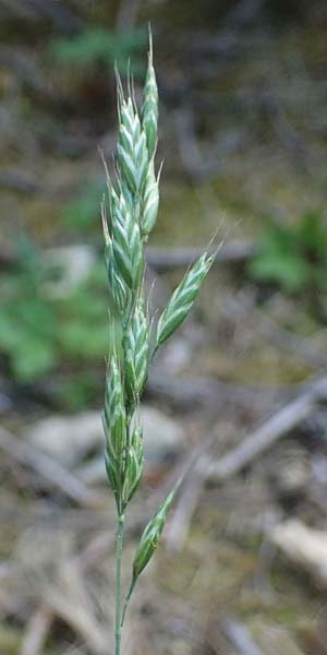 Bromus racemosus \ Trauben-Trespe / Bald Brome, D Eiersheim 31.5.2025