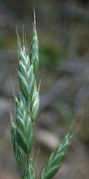 Bromus racemosus \ Trauben-Trespe / Bald Brome, D Eiersheim 31.5.2025