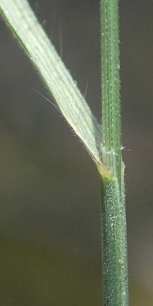 Bromus racemosus \ Trauben-Trespe / Bald Brome, D Eiersheim 31.5.2025