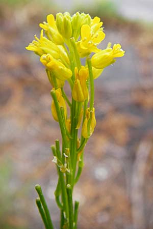 Barbarea stricta \ Steifes Barbarakraut, D Mannheim 3.5.2015