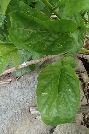 Barbarea stricta \ Steifes Barbarakraut, D Mannheim 5.5.2019