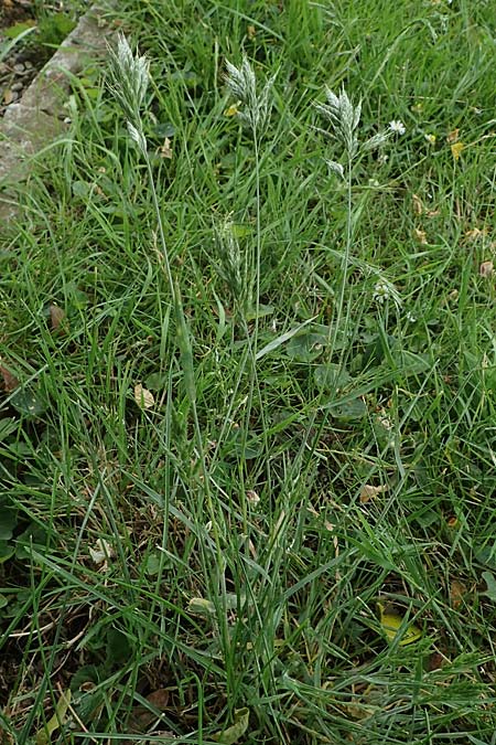 Bromus scholzii \ Flaum-Trespe / Soft Brome, D Aachen 19.6.2022