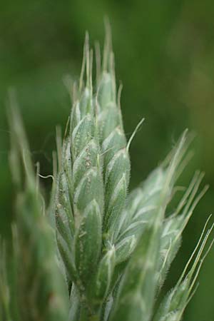 Bromus scholzii \ Flaum-Trespe / Soft Brome, D Aachen 19.6.2022