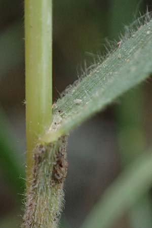 Bromus scholzii \ Flaum-Trespe / Soft Brome, D Aachen 19.6.2022