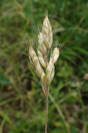Bromus scholzii \ Flaum-Trespe / Soft Brome, D Werl 20.6.2022