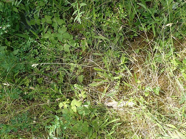 Bromus scholzii \ Flaum-Trespe / Soft Brome, D Werl 20.6.2022