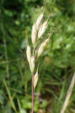 Bromus scholzii \ Flaum-Trespe / Soft Brome, D Werl 20.6.2022