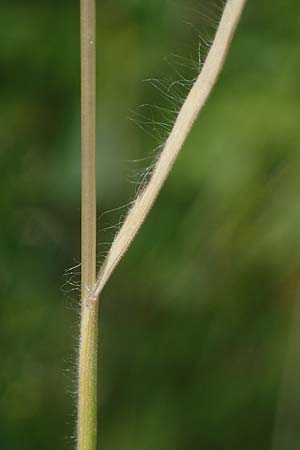 Bromus scholzii \ Flaum-Trespe / Soft Brome, D Werl 20.6.2022