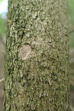 Buxus sempervirens \ Gew&ouml;hnlicher Buchsbaum / Boxtree, D Grenzach-Wyhlen 6.6.2018