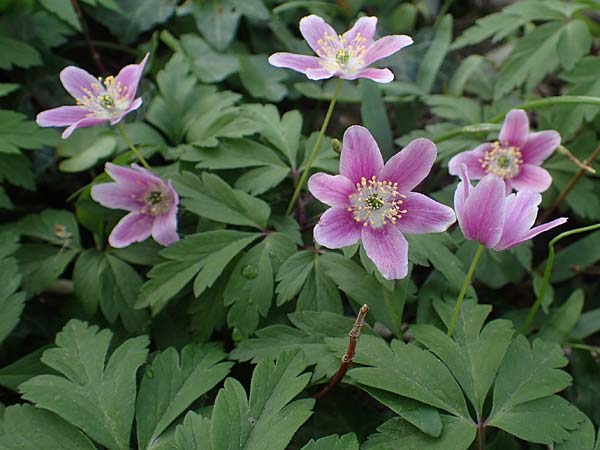 Anemone nemorosa \ Busch-Windrschen, D Mannheim 9.4.2021
