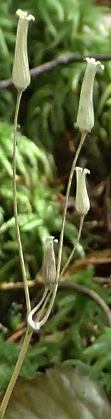 Unknown_plant spec6 ? \ Unbekannte Pflanze, D Grafenau 12.8.2024