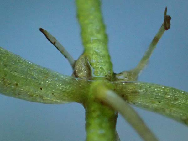 Callitriche spec5 ? \ Wasserstern / Water Starwort, D Mörfelden-Walldorf 15.8.2021