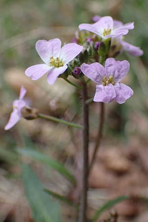 Arabidopsis arenosa \ Sand-, D Elmstein 6.4.2022