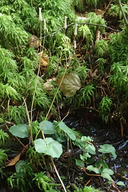 Unknown_plant spec6 ? \ Unbekannte Pflanze, D Grafenau 12.8.2024