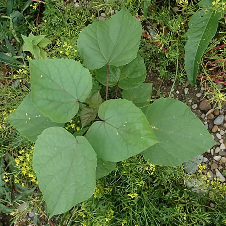 Catalpa bignonioides \ Gewhnlicher Trompetenbaum, Beamtenbaum / Common Catalpa, Indian Bean Tree, D Mannheim 8.9.2024
