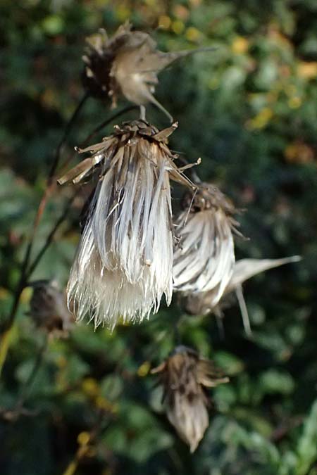 Cirsium arvense \ Acker-Kratzdistel, D Schwarzwald, Baiersbronn 18.10.2025