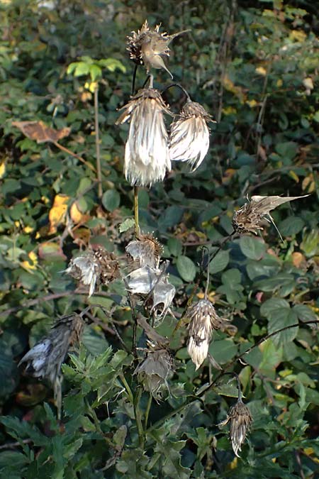 Cirsium arvense \ Acker-Kratzdistel, D Schwarzwald, Baiersbronn 18.10.2025