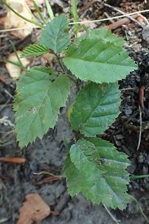 Carpinus betulus \ Hain-Buche, Wei-Buche / Hornbeam, D Essen 21.6.2025