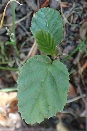 Carpinus betulus \ Hain-Buche, Wei-Buche / Hornbeam, D Essen 21.6.2025