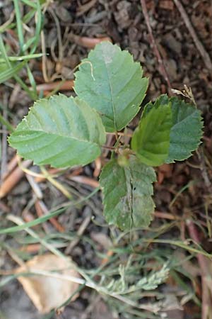 Carpinus betulus \ Hain-Buche, Wei-Buche / Hornbeam, D Essen 21.6.2025