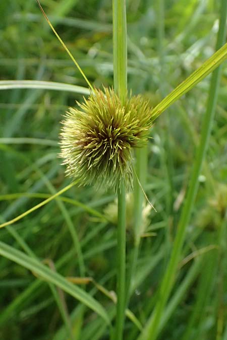 Carex bohemica \ B&ouml;hmische Segge / Bohemian Sedge, D Bad Wurzach 31.10.2025