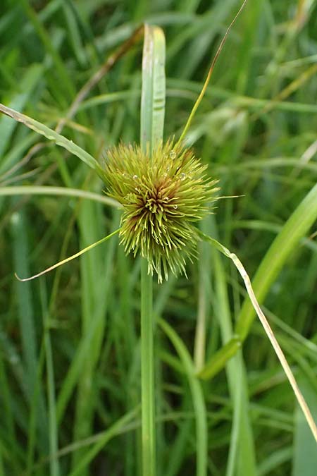 Carex bohemica \ B&ouml;hmische Segge / Bohemian Sedge, D Bad Wurzach 31.10.2025
