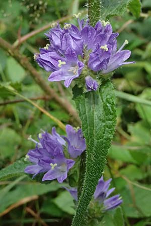 Campanula cervicaria \ Borstige Glockenblume / Bristly Bellflower, D Weinheim an der Bergstra&szlig;e 21.7.2024