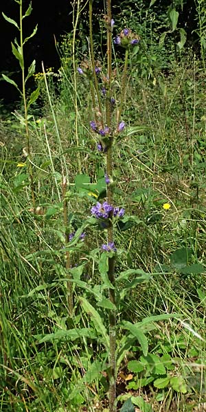 Campanula cervicaria \ Borstige Glockenblume / Bristly Bellflower, D Weinheim an der Bergstra&szlig;e 21.7.2024