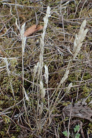 Corynephorus canescens \ Graues Silbergras, D Falkenstein 31.7.2025