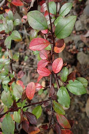 Cotoneaster divaricatus \ Sparrige Zwergmispel, Glnzende Zwergmispel / Spreading Cotoneaster, D Odenwald, Katzenbuckel 25.10.2019