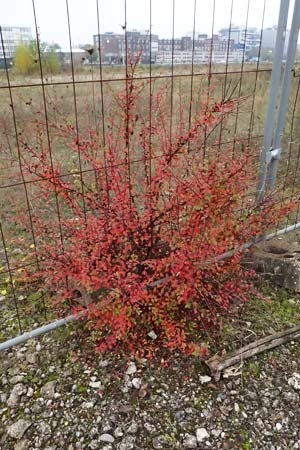 Cotoneaster divaricatus \ Sparrige Zwergmispel, Glnzende Zwergmispel / Spreading Cotoneaster, D Mannheim 9.11.2024