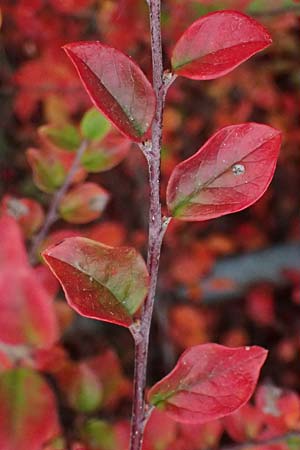 Cotoneaster divaricatus \ Sparrige Zwergmispel, Glnzende Zwergmispel / Spreading Cotoneaster, D Mannheim 9.11.2024