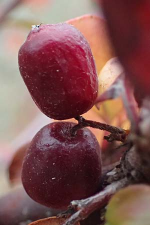 Cotoneaster divaricatus \ Sparrige Zwergmispel, Glnzende Zwergmispel / Spreading Cotoneaster, D Mannheim 9.11.2024
