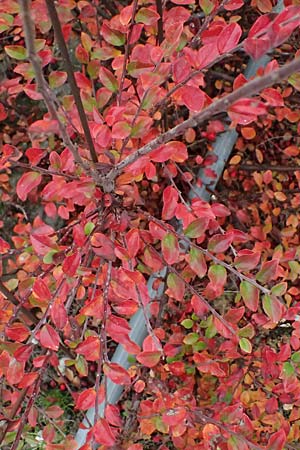 Cotoneaster divaricatus \ Sparrige Zwergmispel, Glnzende Zwergmispel / Spreading Cotoneaster, D Mannheim 9.11.2024