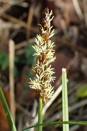 Carex disticha \ Zweizeilige Segge / Brown Sedge, Two-Ranked Sedge, D Isny 31.10.2025