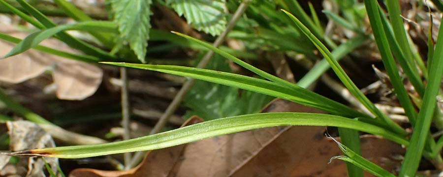 Carex disticha \ Zweizeilige Segge / Brown Sedge, Two-Ranked Sedge, D Isny 31.10.2025