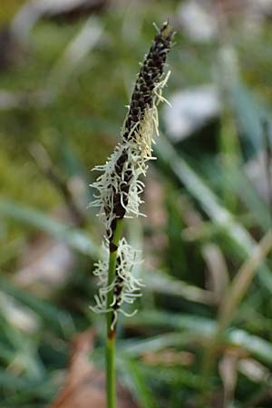 Carex ericetorum \ Heide-Segge / Heath Sedge, D Mannheim 4.4.2025
