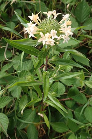 Collomia grandiflora \ Groblumige Leimsaat / Large-Flowered Collomia, D Eifel, Herhahn 9.7.2018