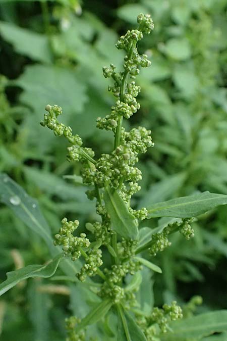 Chenopodium glaucum \ Blaugrner Gnsefu / Oak-Leaved Goosefoot, Glaucous Goosefoot, D Mannheim 8.9.2024