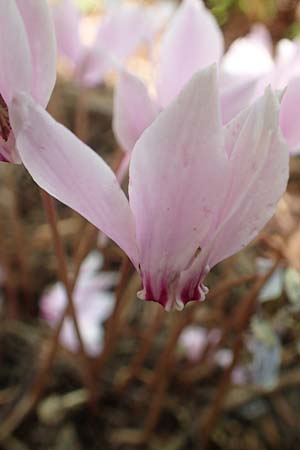 Cyclamen hederifolium \ Efeublttriges Alpenveilchen, Herbst-Alpenveilchen / Ivy-Leaved Cyclamen, Sowbread, D Weinheim an der Bergstraße, Botan. Gar.  Hermannshof 20.8.2018