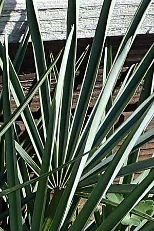 Chamaerops humilis subsp. cerifera \ Zwerg-Palme / Dwarf Fan Palm, D  2.6.2023