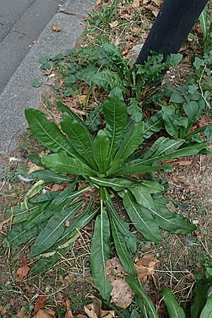 Cichorium intybus / Chicory, D Mannheim 13.9.2026