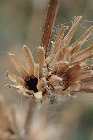 Cichorium intybus / Chicory, D Mannheim 13.9.2026